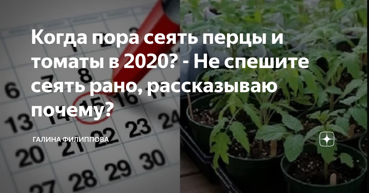не спешите сеять томаты рано. календарь рассады. посадка помидор на рассаду в марте. когда сеять перец в марте. когда сажать перец в феврале.