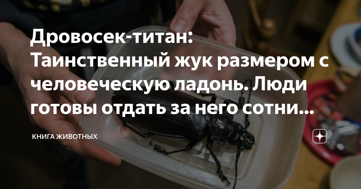 Дровосек-титан: Таинственный жук размером с человеческую ладонь. Люди ...