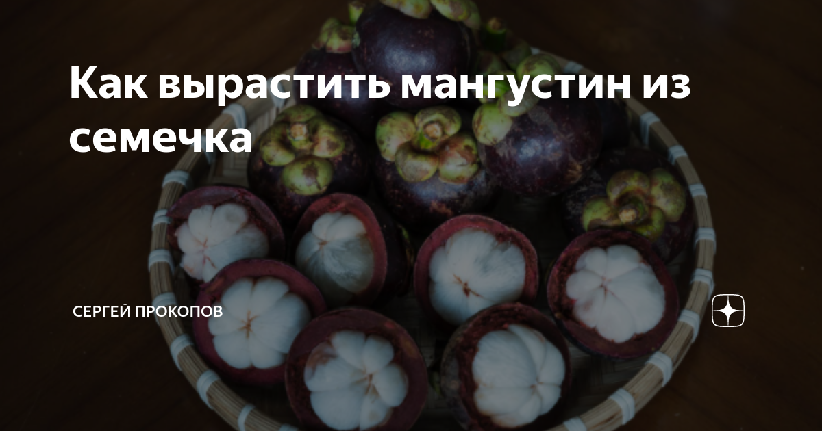 Выращивание в домашних условиях манго из косточки: как растет дерево