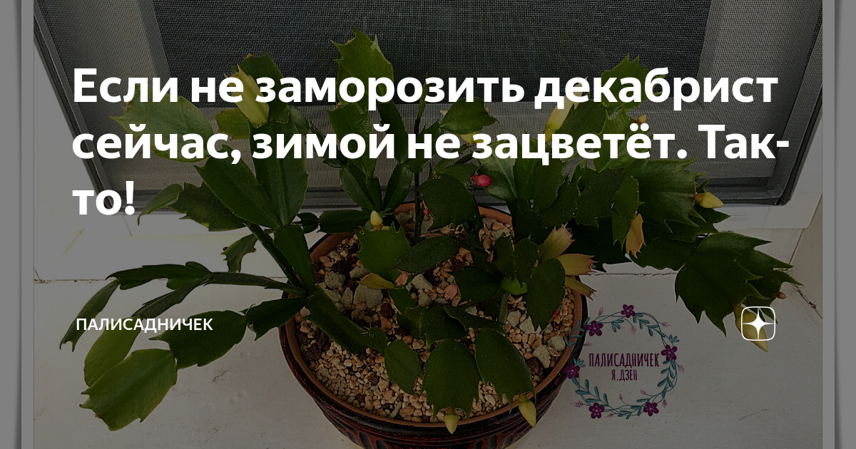 Ни разу не цвели. Дзен палисадничек декабрист солнышко. Декабрист заморозили что делать если.