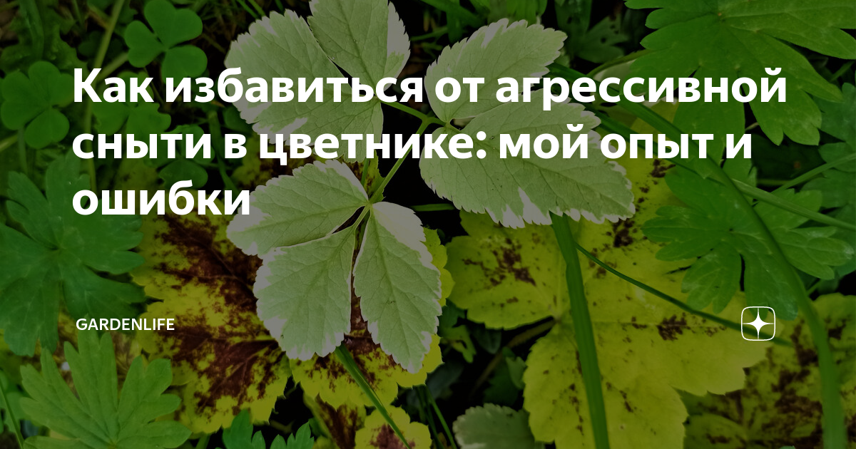 Как избавиться от агрессивной сныти в цветнике: мой опыт и ошибки ...