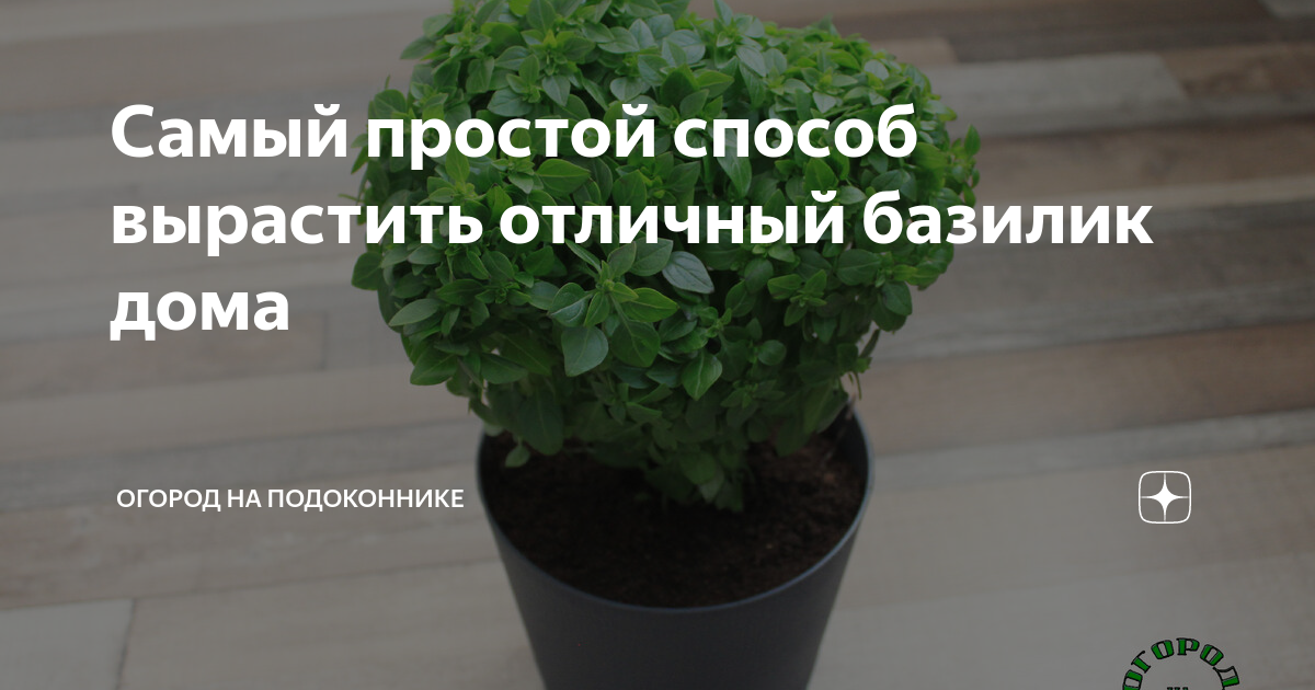 Как часто нужно поливать базилик дома на подоконнике