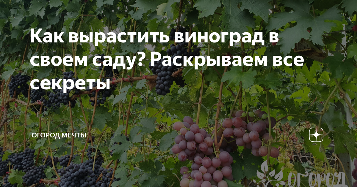 Почва и место для посадки