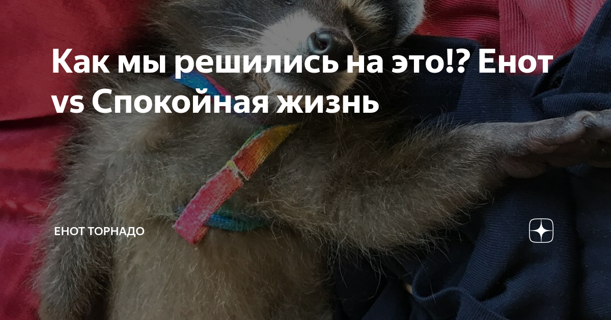 Как мы решились на это!? Енот vs Спокойная жизнь | Енот Торнадо ...