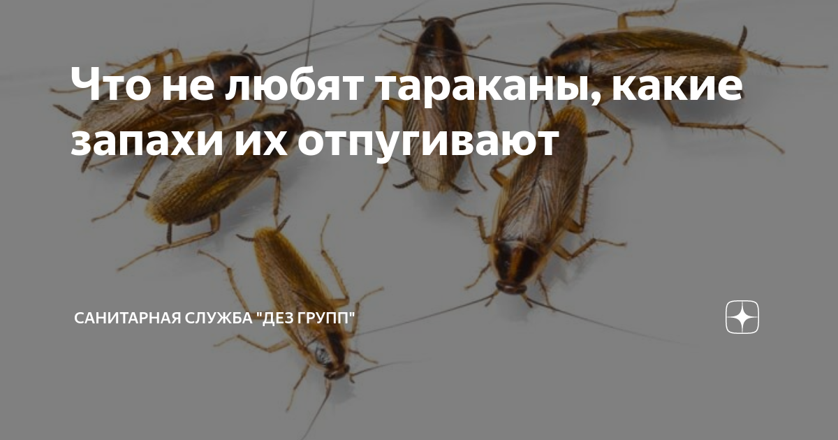 Что не любят тараканы, какие запахи их отпугивают | Санитарная служба ...
