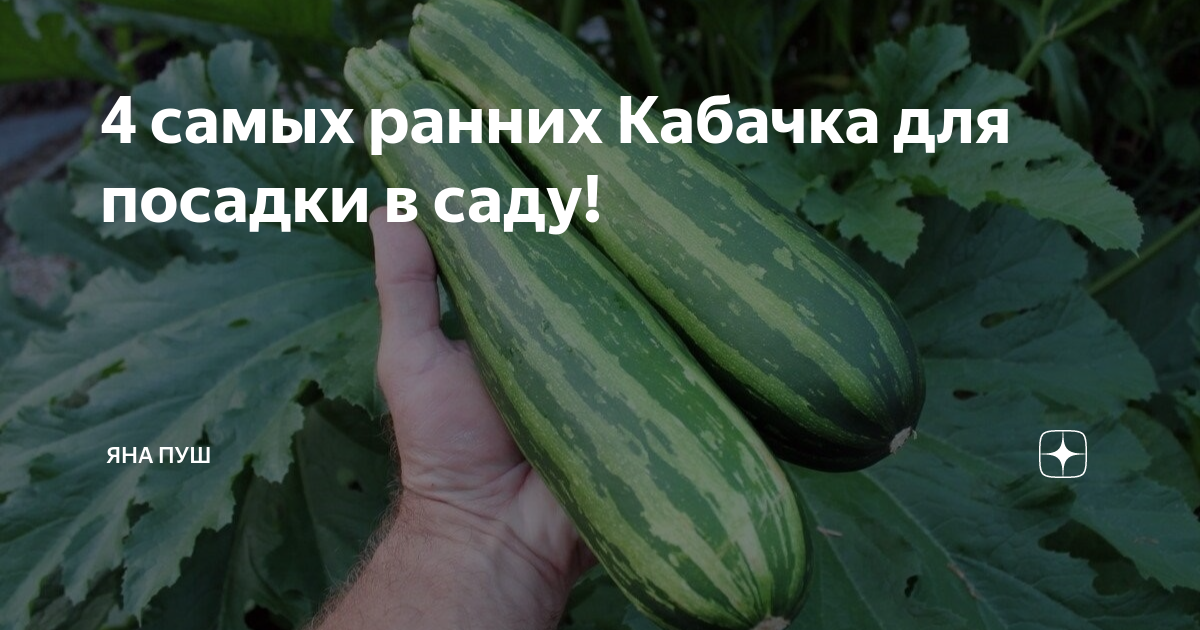 Самая неприхотливая овощная культура