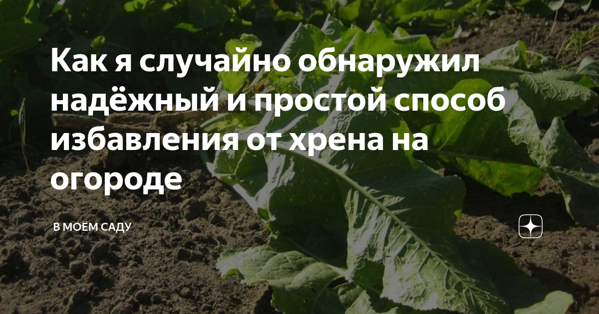 Как избавиться от хрена на огороде быстро. Как избавиться от хрена на огороде. Как избавиться от хрена на участке самый эффективный способ. Как избавиться от хрена на участке навсегда. Как избавиться от хрена на огороде быстро какие средства есть.