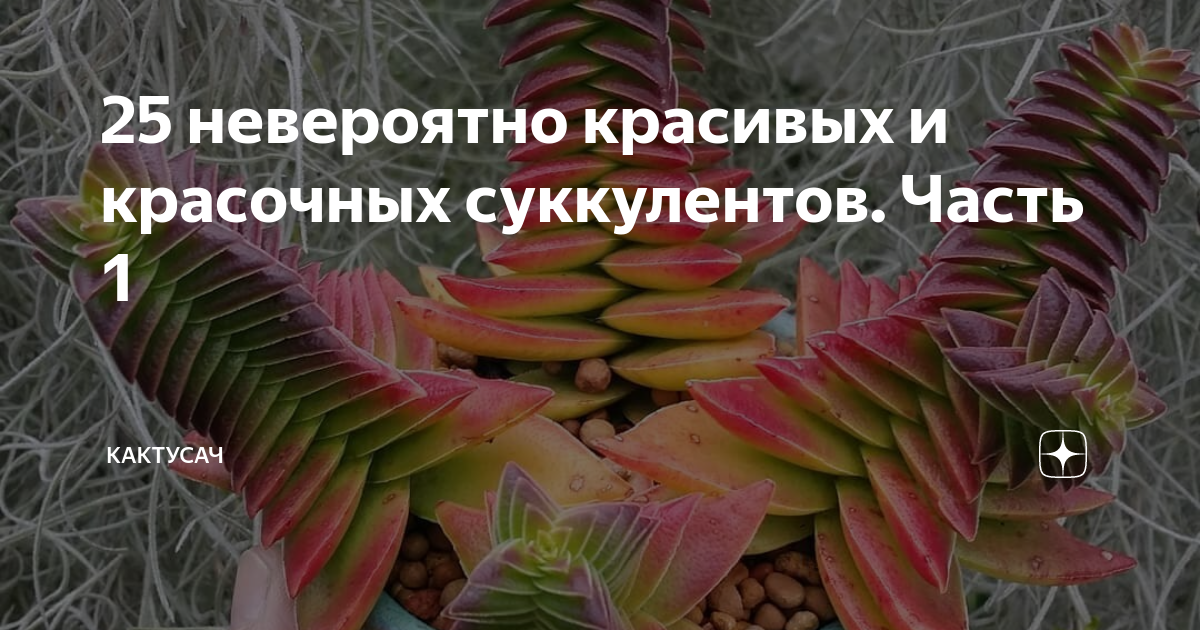 25 невероятно красивых и красочных суккулентов. Часть 1 | Кактусач | Дзен