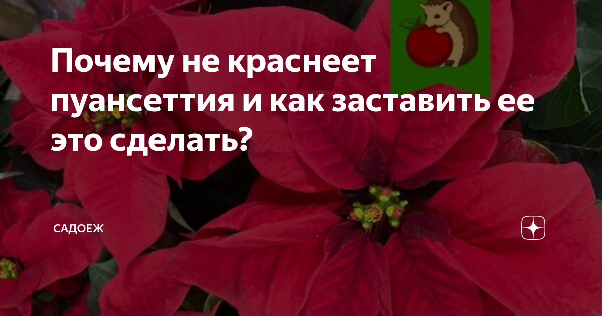 Почему не краснеет пуансеттия и как заставить ее это сделать? | садоёж | Дзен