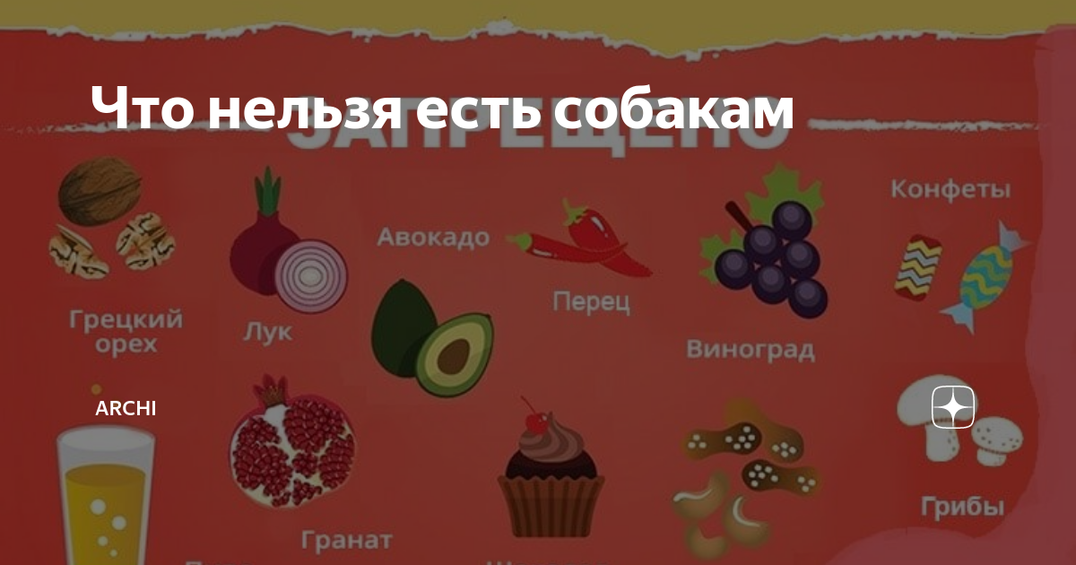 Какую еду можно давать собакам. Какую еду можно давать собакам