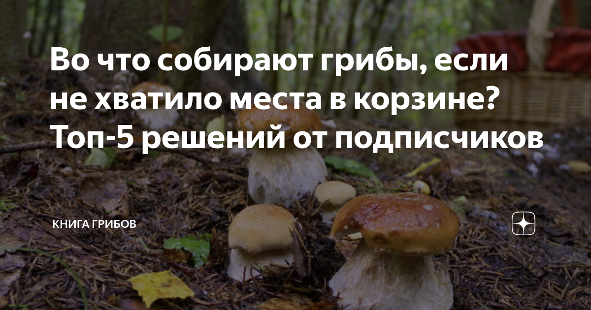 Во что собирают грибы, если не хватило места в корзине? Топ-5 решений от подписчиков