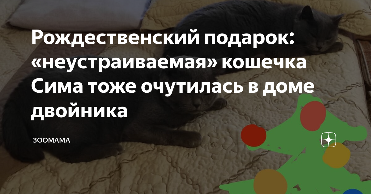 Рождественский подарок: «неустраиваемая» кошечка Сима тоже очутилась в ...