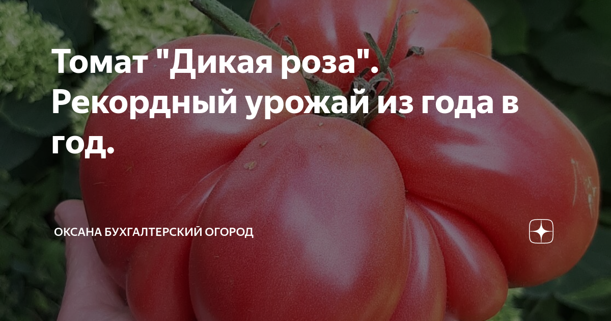 Томат "Дикая роза". Рекордный урожай из года в год. | Оксана ...