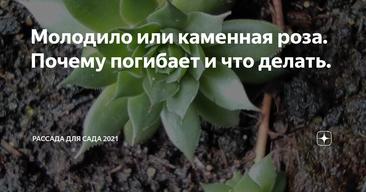 пришло молоко грудь каменная что делать