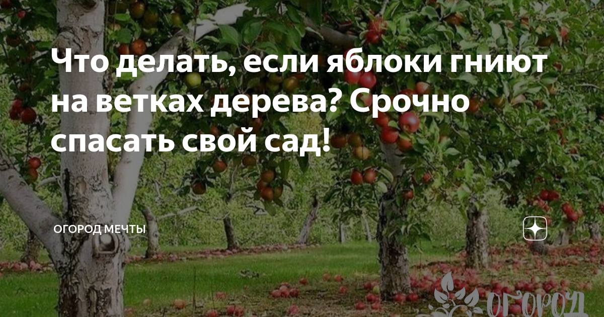 Почему яблоки гниют прямо на дереве и что с этим делать | Твоя усадьба | Дзен