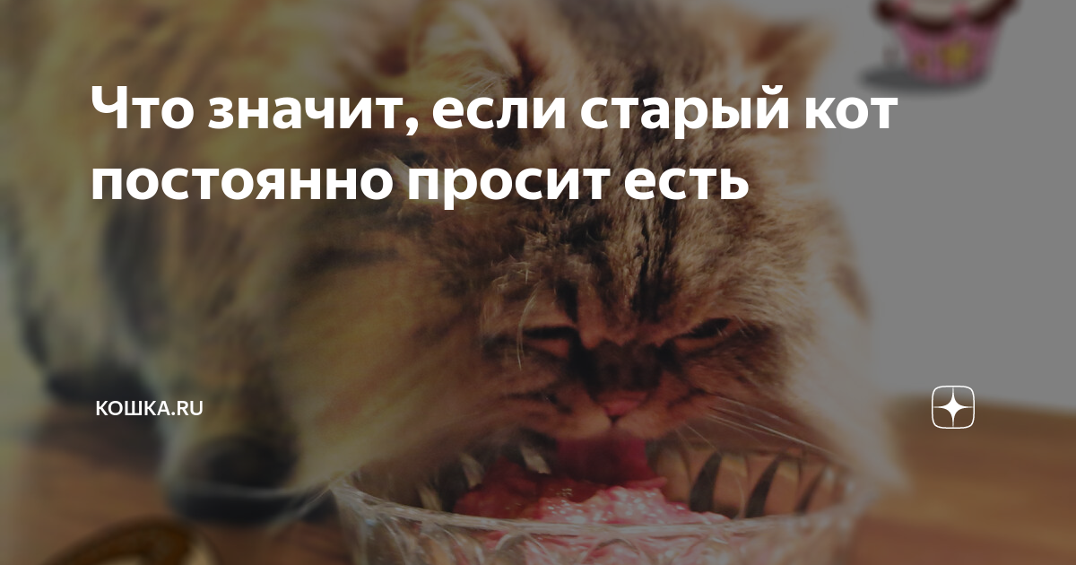 Кошка все время просит кушать. - ответов на форуме aikimaster.ru ()