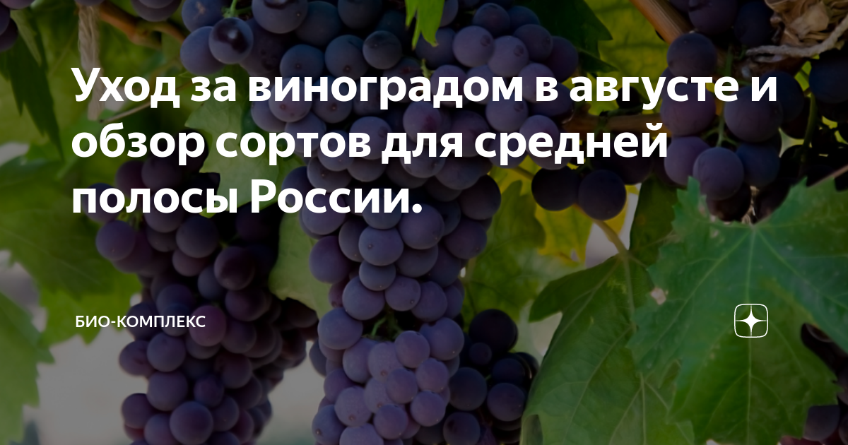 Уход за виноградом в августе и обзор сортов для средней полосы России.