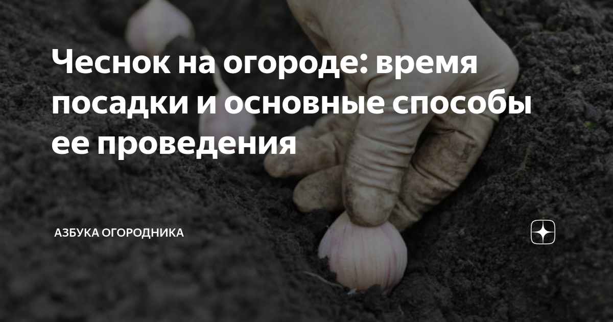 Чеснок на огороде: время посадки и основные способы ее проведения