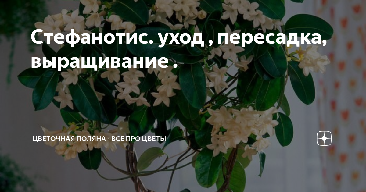 Стефанотис (Stephanotis) – комнатные цветы