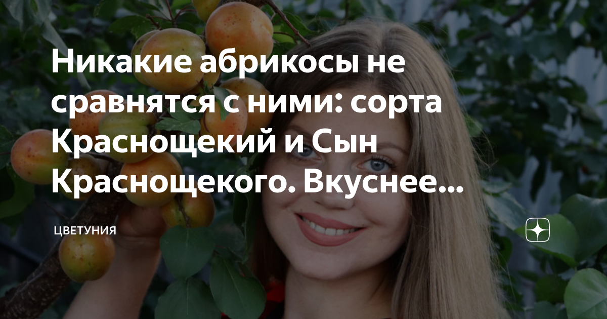 Никакие абрикосы не сравнятся с ними: сорта Краснощекий и Сын ...