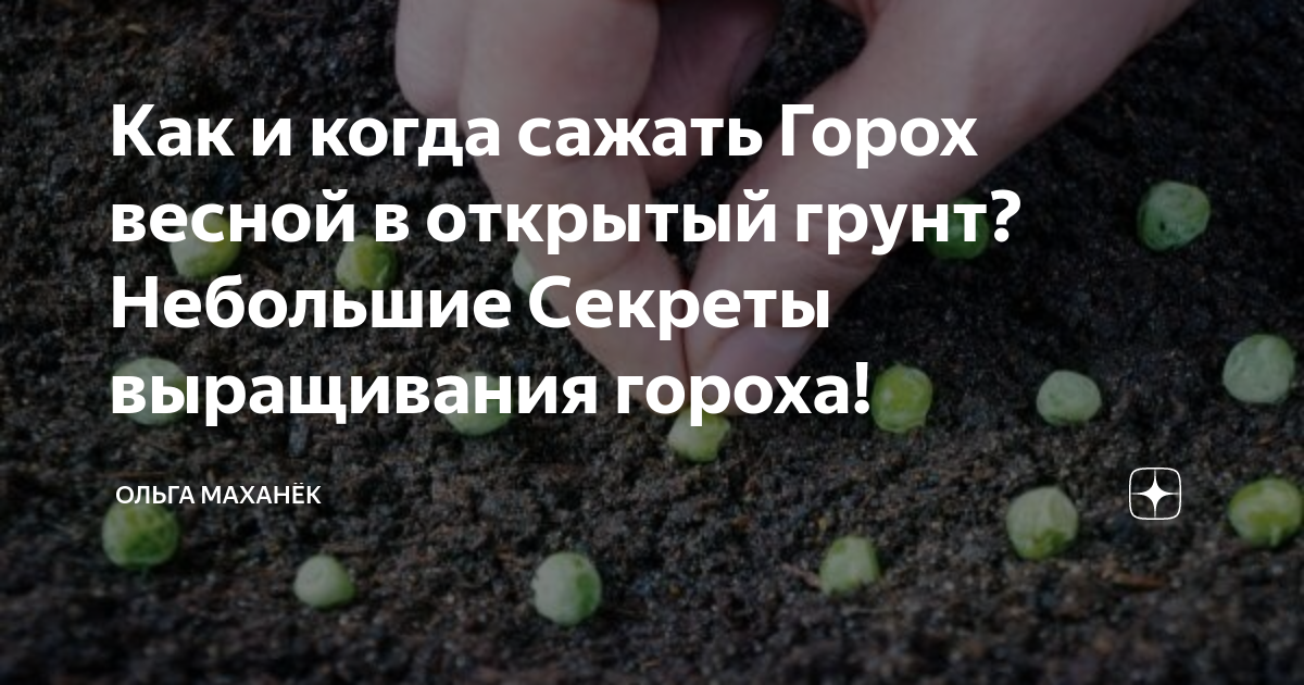 Глубина посадки гороха. Посадка гороха в открытый грунт весной. Когда сеять горошек. Горох сеять в открытый грунт в июне. Как посадить горох в открытый грунт весной правильно.