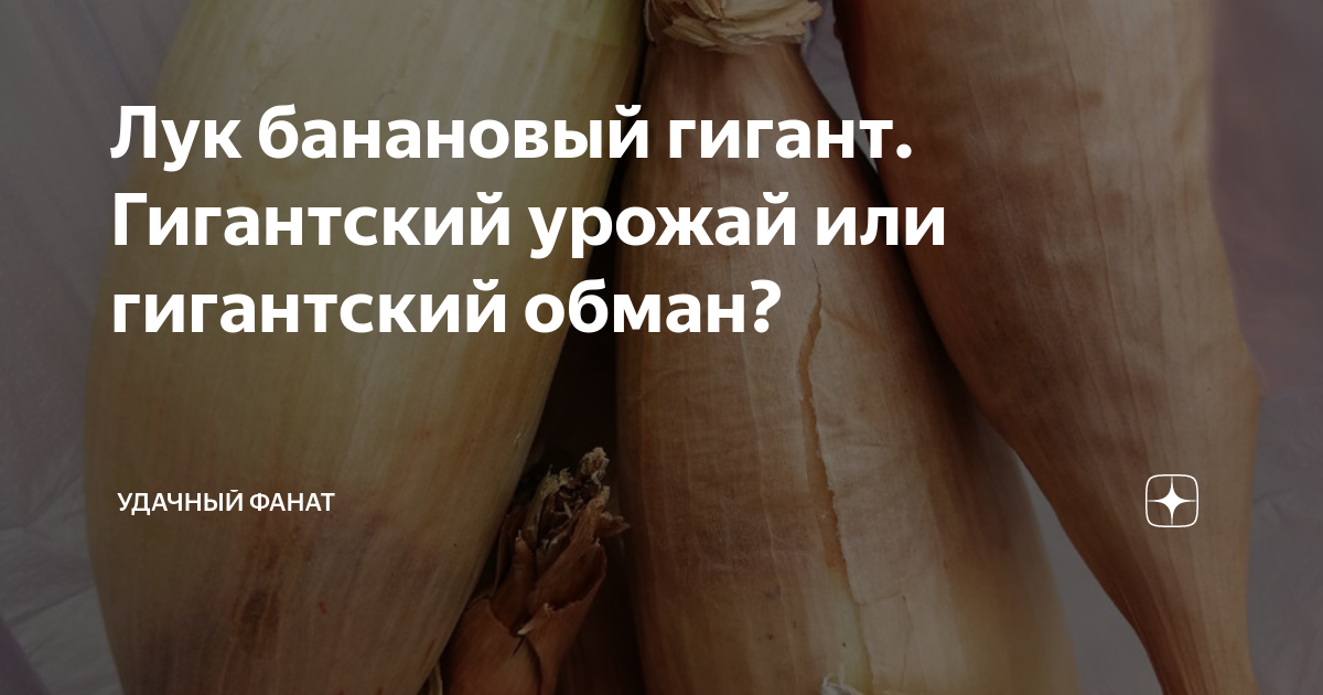 Лук-севок Шалот Цебруне (Россия) 1 кг купить по цене 540 руб. в интернет-магазин