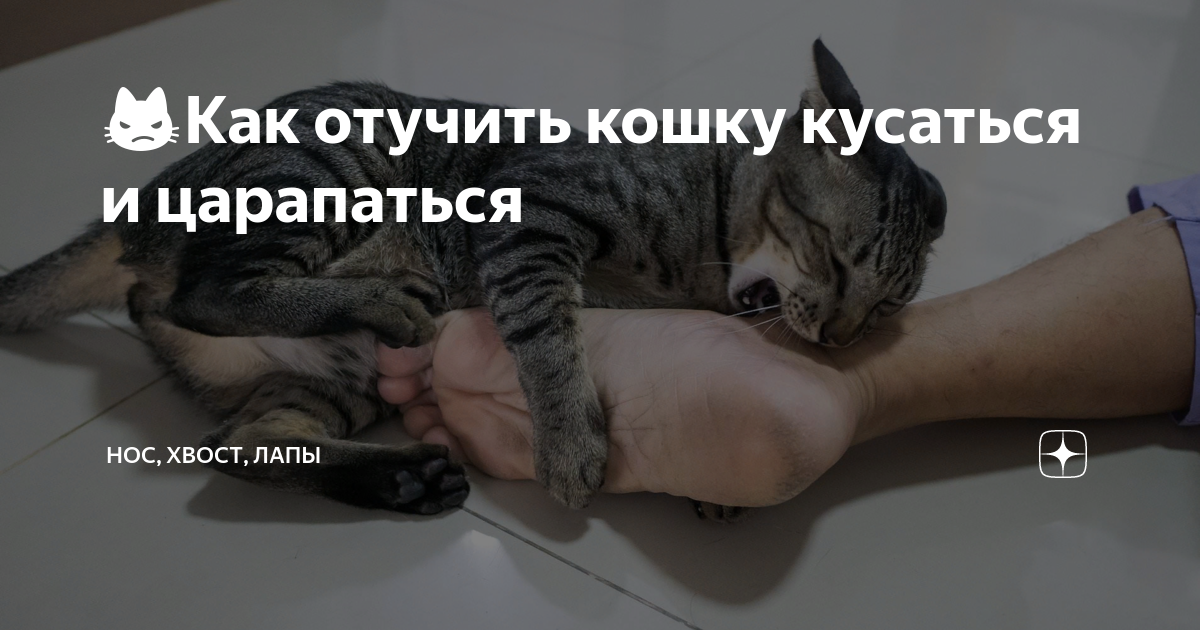 Отлучили котят. Как отучить кота кусаться и царапаться. Как отучить кошку кусаться. Как отучить котенка царапаться. Как отучить кота, чтобы не кусался.