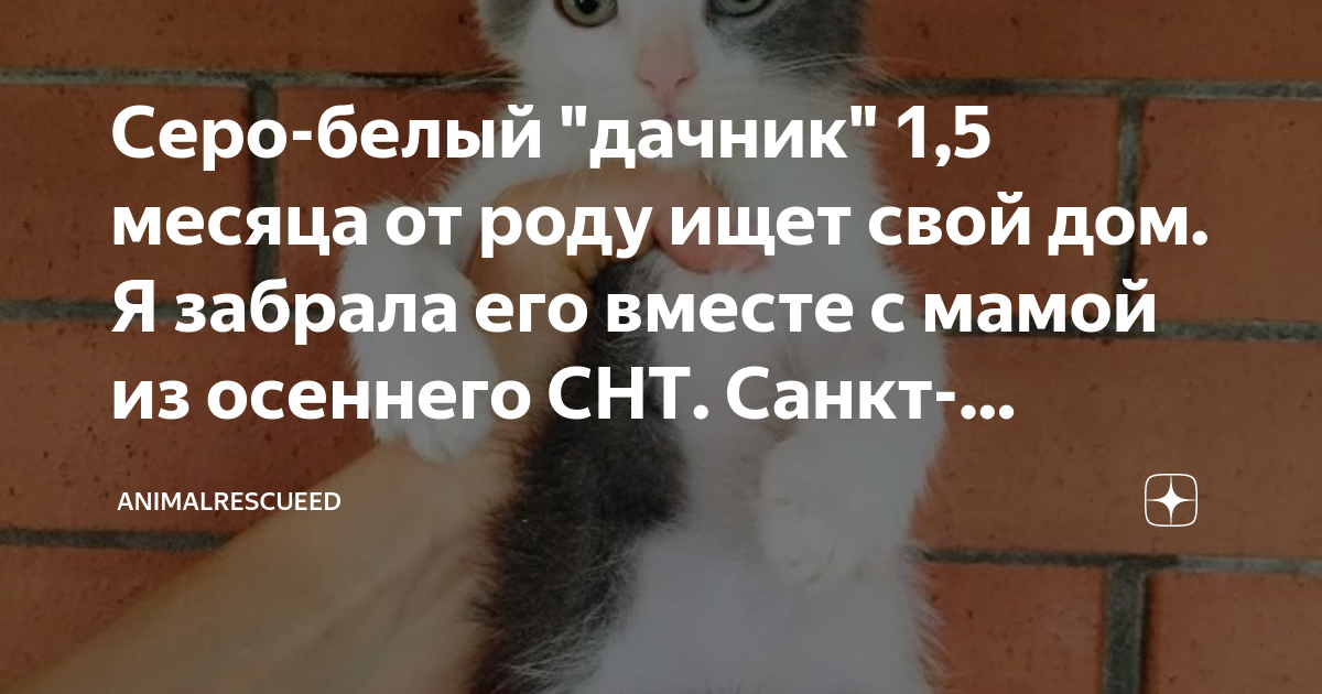 Серо-белый "дачник" 1,5 месяца от роду ищет свой дом. Я забрала его ...