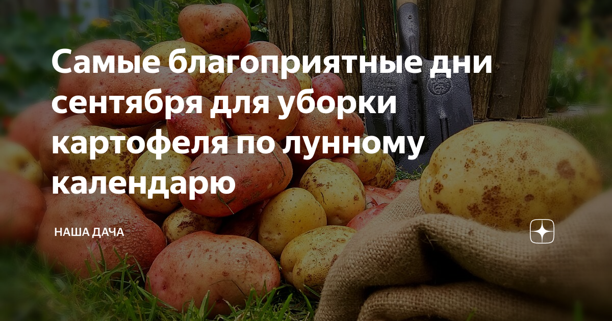 Благоприятные дни в августе для уборки картофеля. Урожай картофеля. Бардымская картошка. Экзотическая картошка. Ому огородник картофельное.