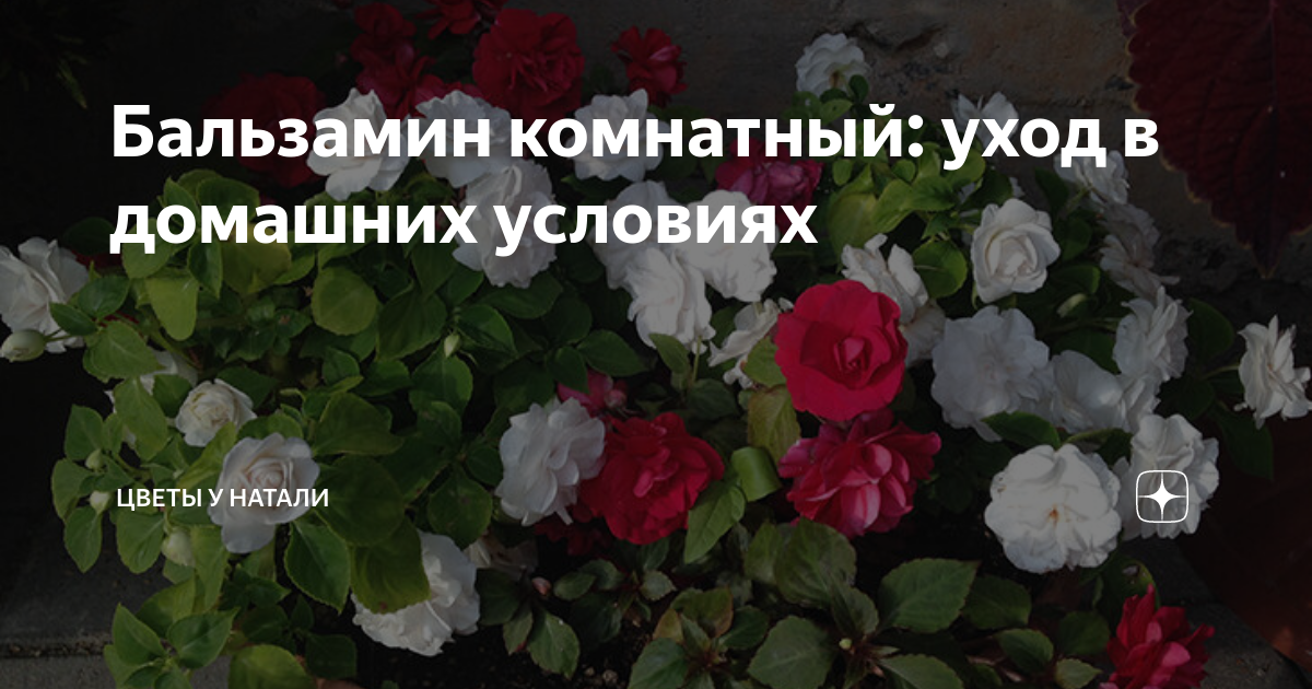 Бальзамин комнатный: уход в домашних условиях, пересадка и размножение, виды