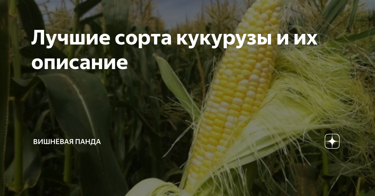 Лучшие сорта кукурузы и их описание
