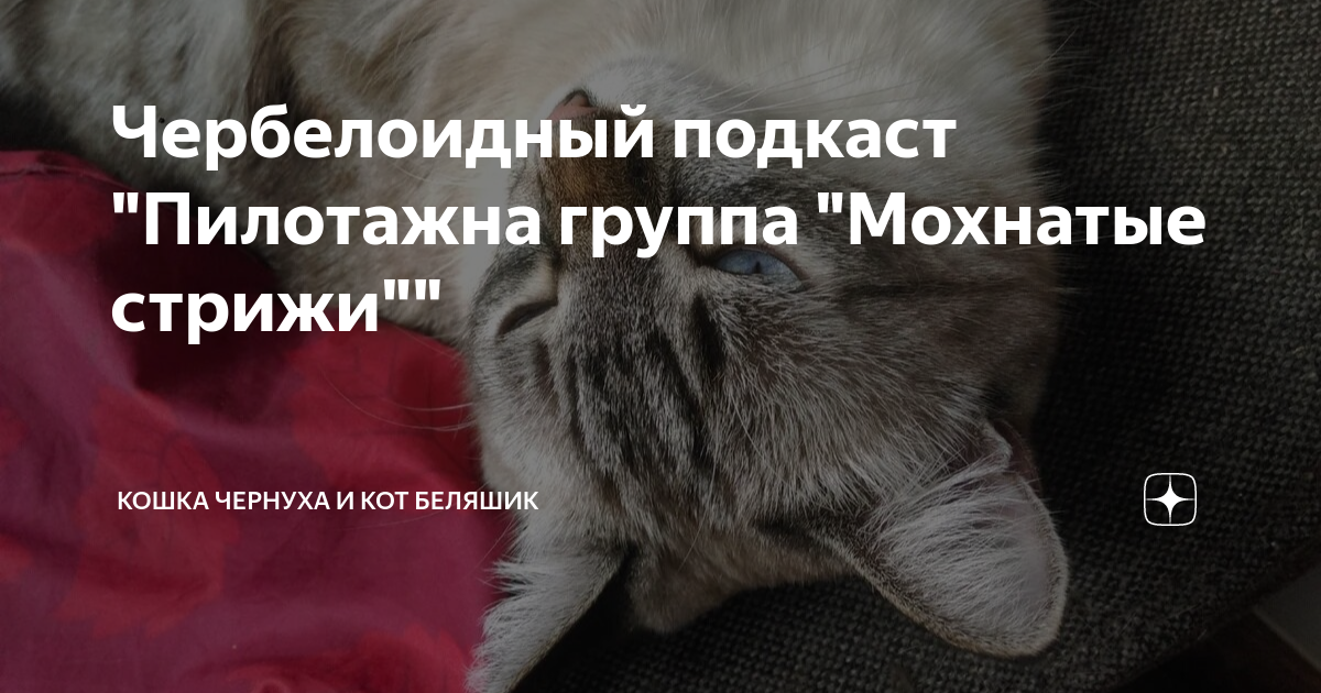 чернуха и беляшик. кошка чернуха и кот беляшик. кошка чернуха и кот беляшик сегодняшняя история. дзен коты беляшик и чернуха. дзен коты беляшик и чернуха.