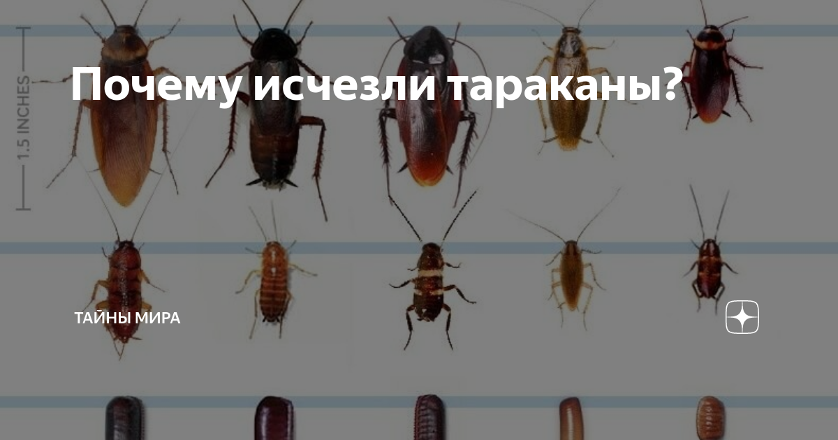 Тараканы на тонком плане