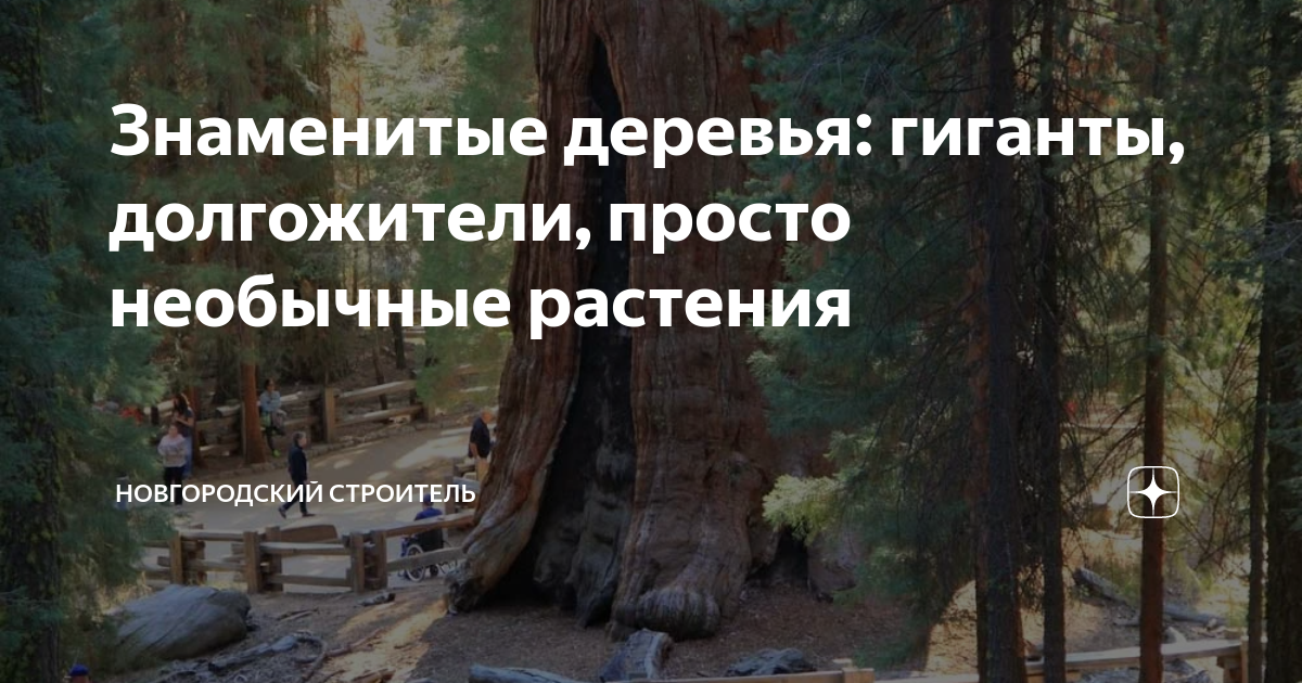 Знаменитые деревья: гиганты, долгожители, просто необычные растения ...