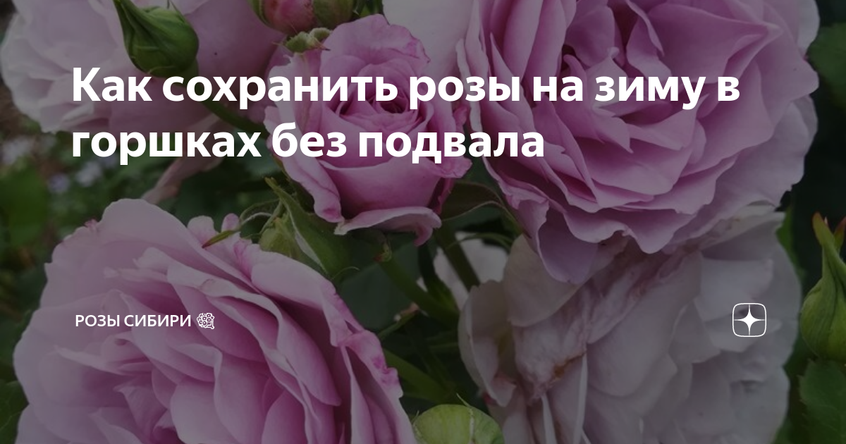 Как долго хранить розу. Как долго хранить розу