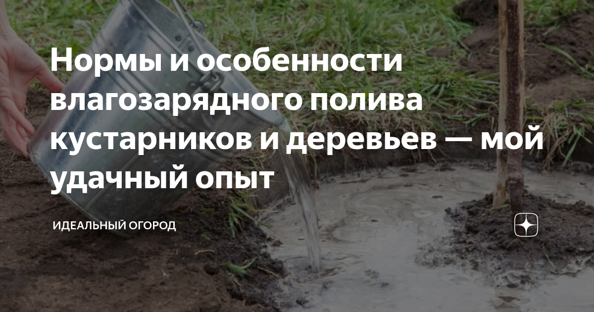 Нормы и особенности влагозарядного полива кустарников и деревьев — мой ...