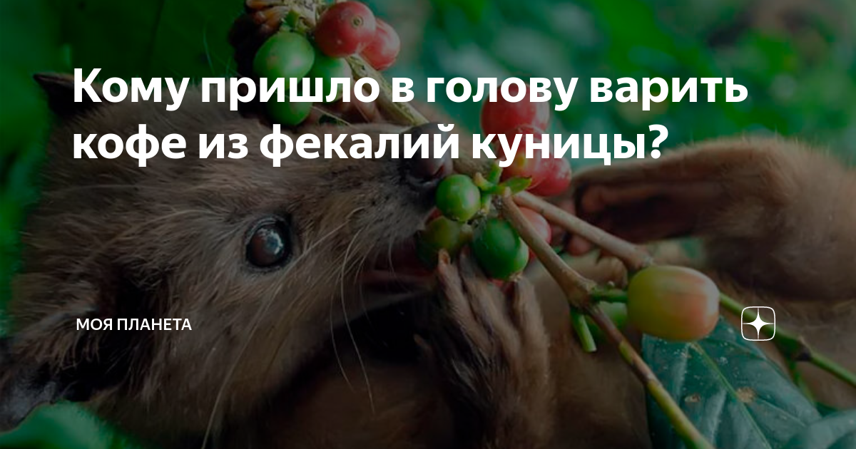 Кому пришло в голову варить кофе из фекалий куницы? | МОЯ ПЛАНЕТА | Дзен