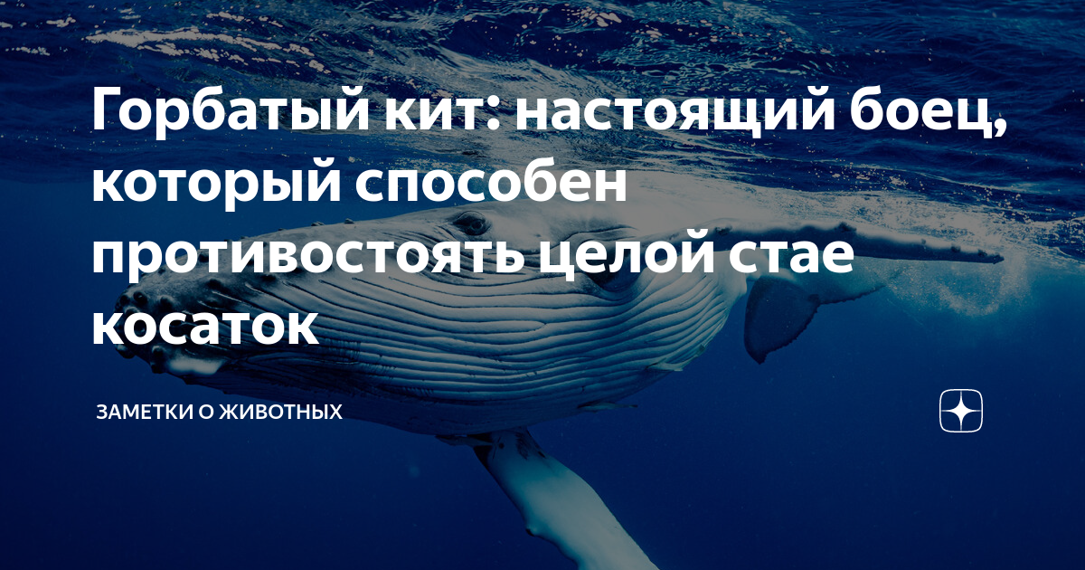 Горбатый кит: настоящий боец, который способен противостоять целой стае ...