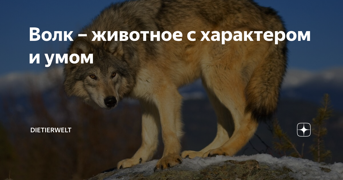 Ответы на вопросы на волка. Характер волка. Выбор волк. Какие волки по характеру.