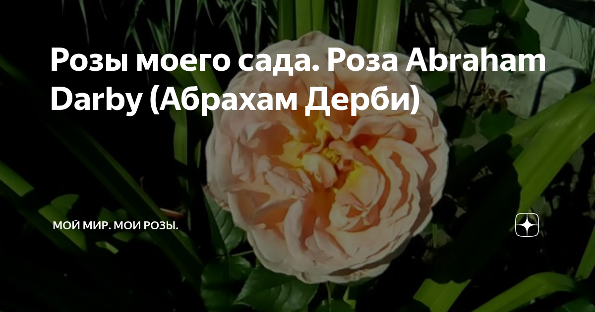 Розы моего сада. Роза Abraham Darby (Абрахам Дерби) | Мой мир Мои розы ...