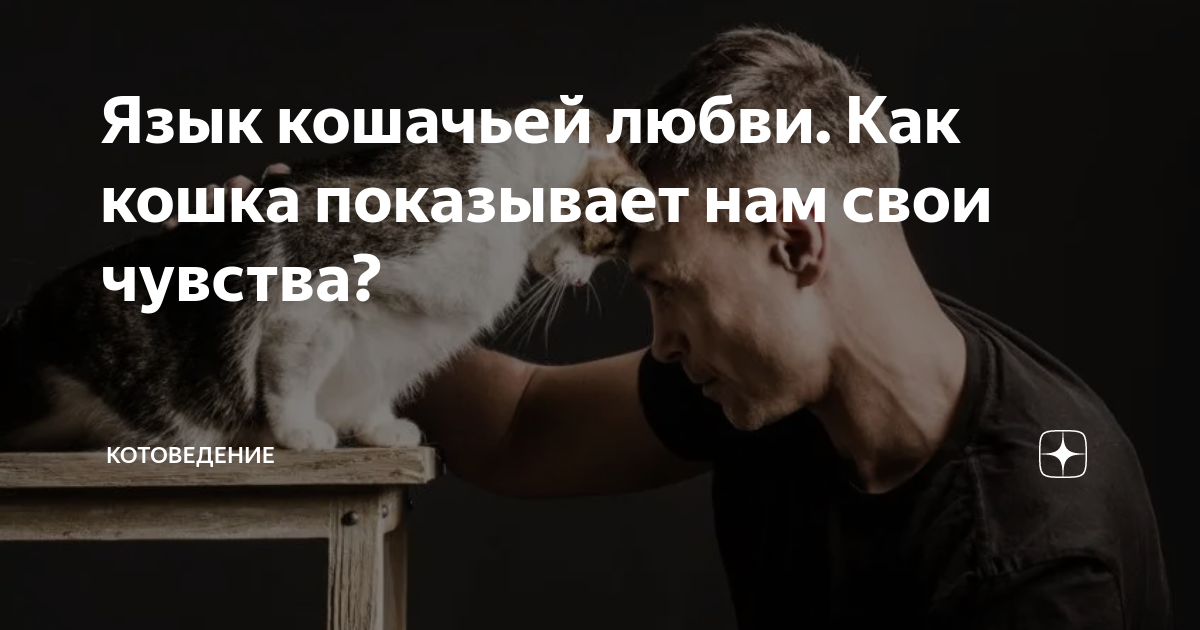 Котоведение дзен. Оформление котоведения. Кошку тошнит мем. Котоведение дзен. Питерские коты.