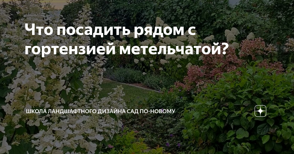 Что посадить рядом с гортензией метельчатой фото