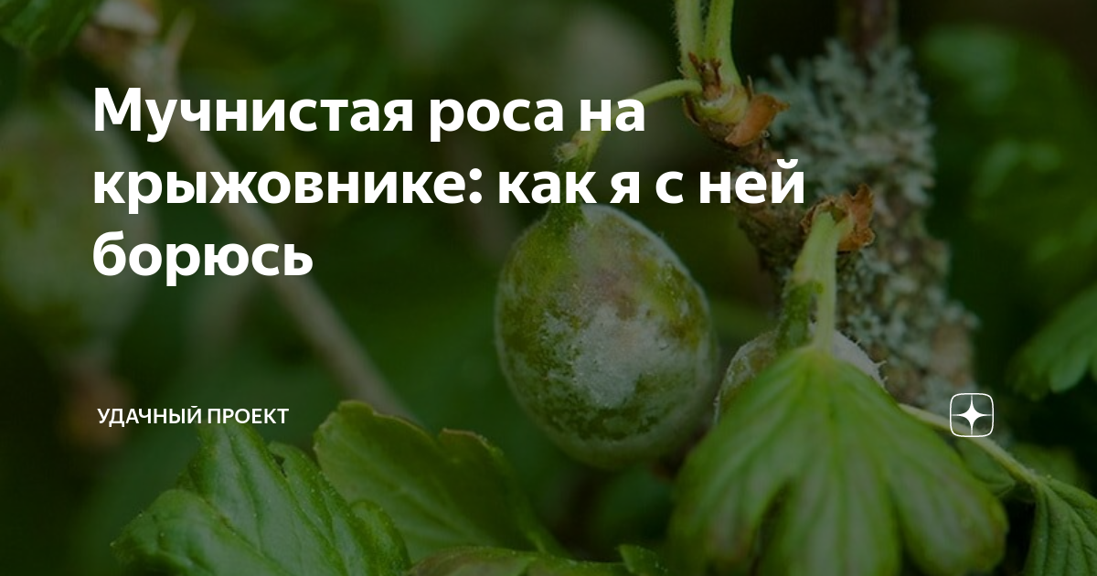Мучнистая роса на крыжовнике: как я с ней борюсь | уДачный проект | Дзен