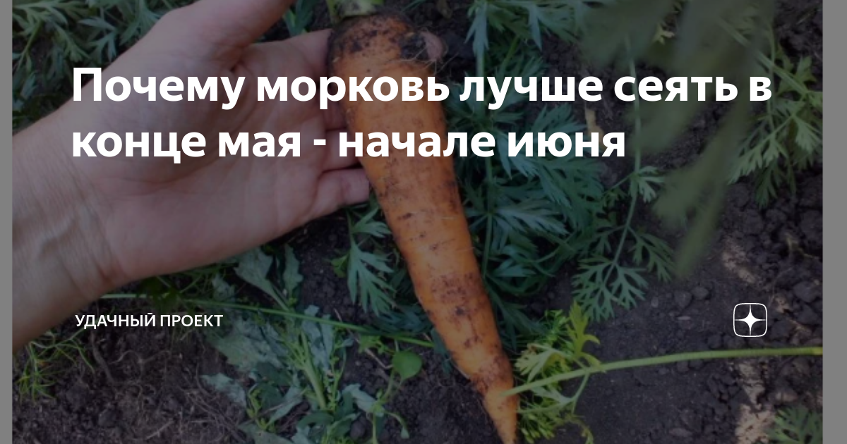 Почему преет морковь