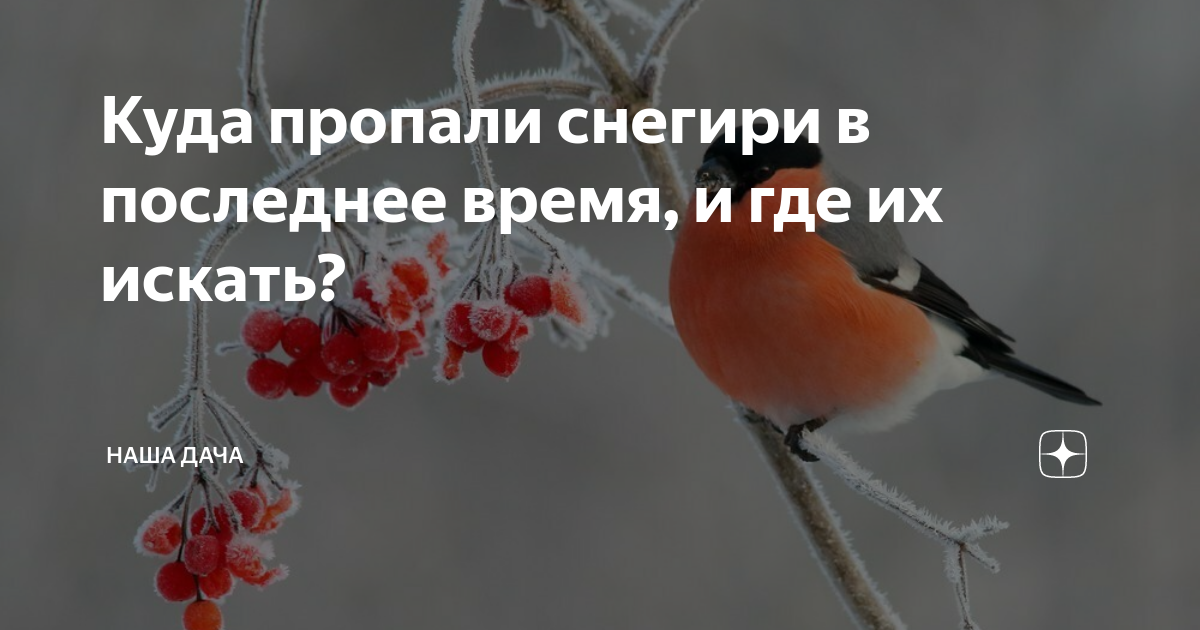 Куда деваются снегири. Птицы новосибирской области снегирь. Снегирь летом. Снегирь летом и зимой. Воробьинообразные снегирь.