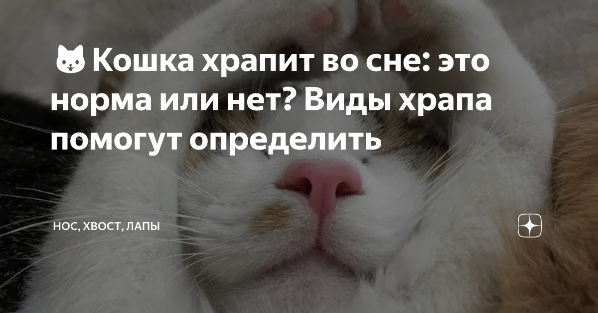 кот сопит. кошка британец сопит. кошка храпит. кот храпит. кошка храпит это нормально.