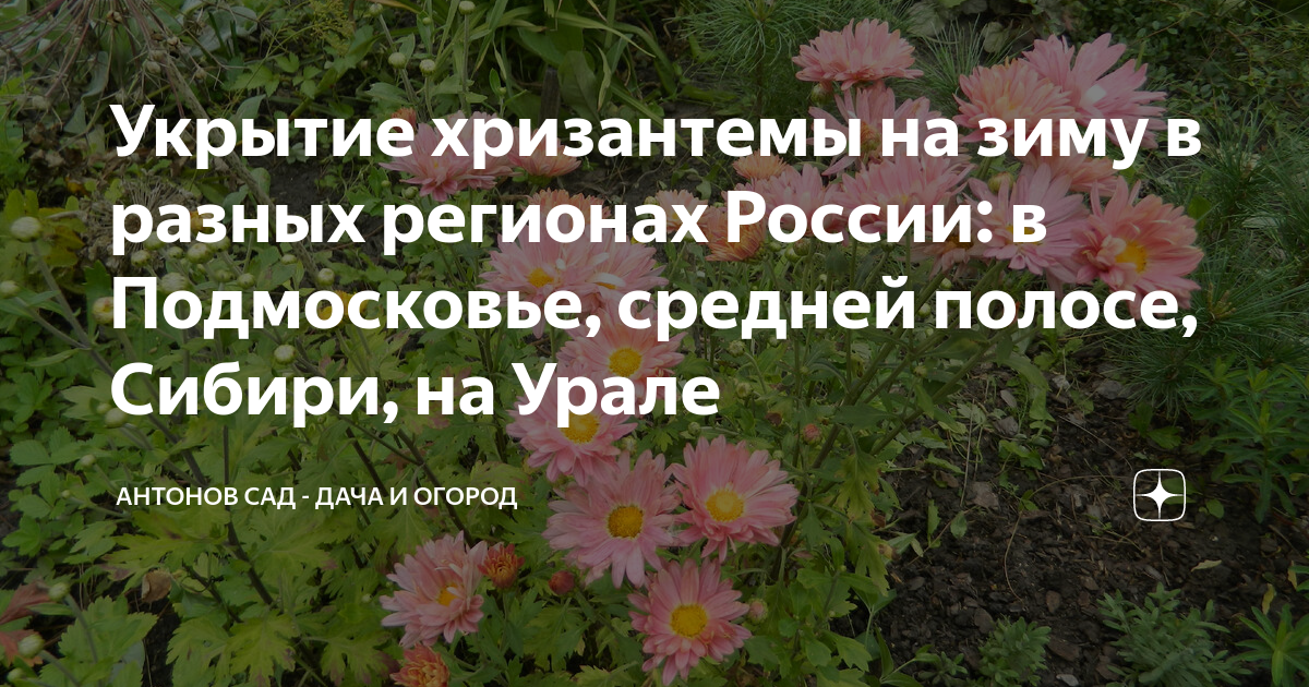 Как утеплить хризантемы на зиму