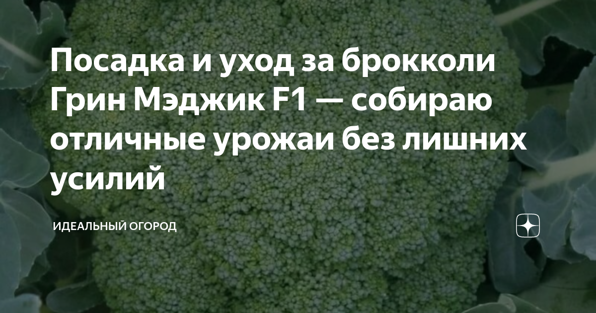 Посадка и уход за брокколи Грин Мэджик F1 — собираю отличные урожаи без ...