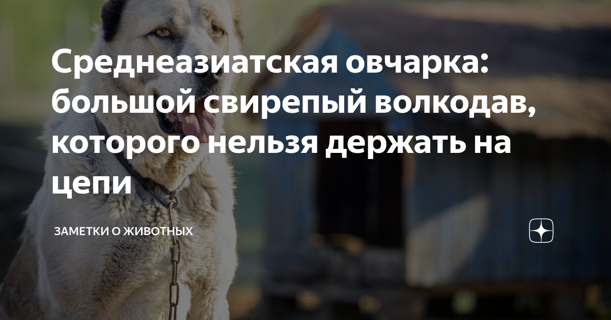 Дома держат диких животных. Чучела зверей и птиц. Экзотические домашние животные для квартиры. Дикие животные в квартире. Редкие домашние животные.