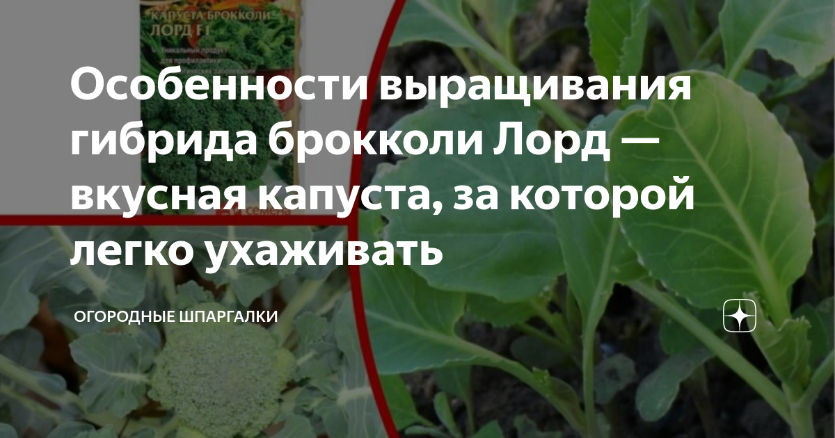 Капуста брокколи Лорд F1, 10шт, Гавриш(2уп) Гавриш 77002374 купить за 268 ₽ в ин